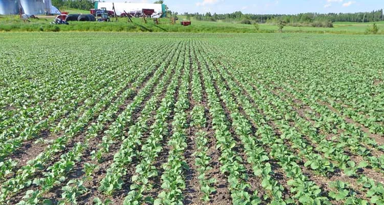 ТОЧНЫЙ высев РАПСА сеялкой JOHN DEERE 7200 1770 1750 1780 Высевающие диски под рапс - фото № 2