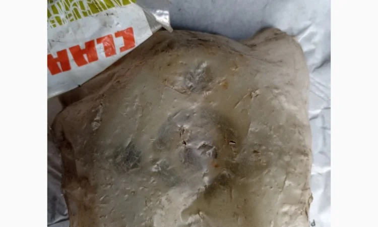 Кулачок муфти 752286 - фото № 1