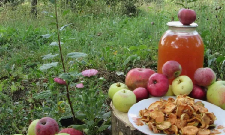 Яблочный уксус в бытовой химии: простое решение для множества задач - фото № 18