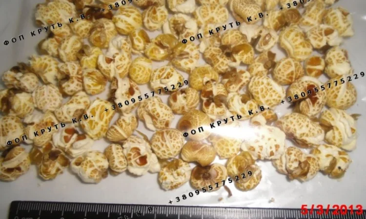 Повітряна кукурудза висаджена Puffed Corn - фото № 1