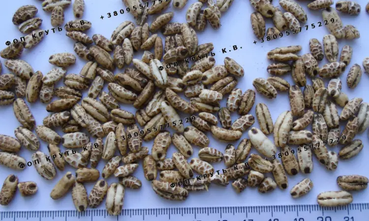 Воздушный ячмень высаженный 1кг Puffed barley - фото № 1