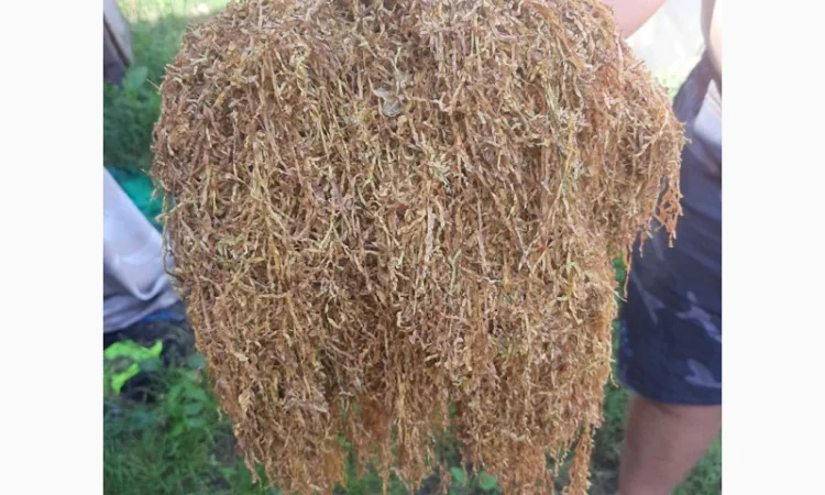 350 грн. 1 кг. Вірджинія середня міцність - фото № 1