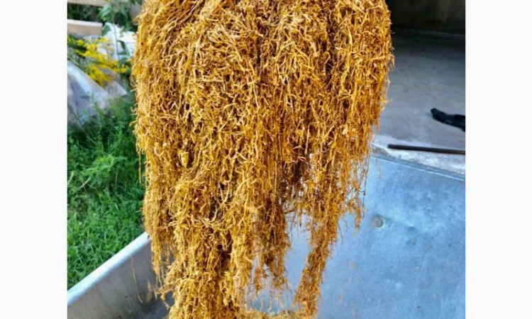 ОПТ більше 10 видів - фото № 6