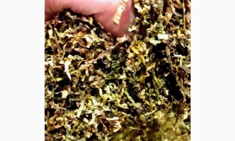 Много сортов сигаретная порезка и лапша, кемел, Честер, Давидов, парламент, голд, руно - фото № 4