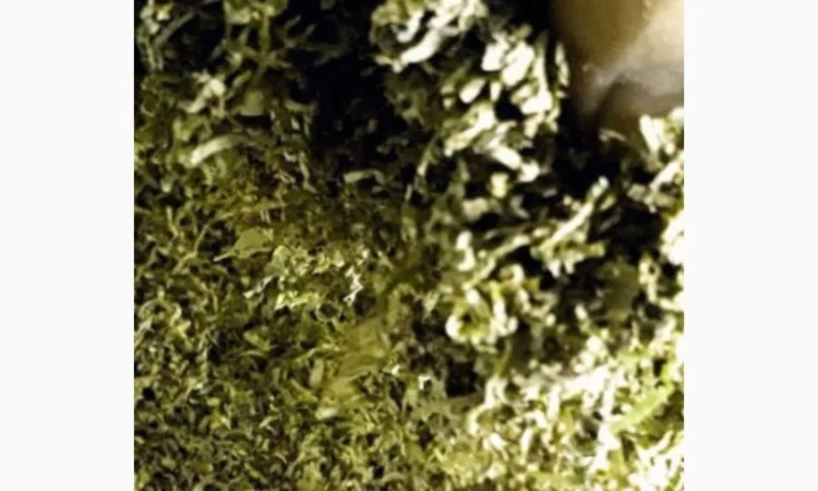 Много сортов сигаретная порезка и лапша, кемел, Честер, Давидов, парламент, голд, руно - фото № 5