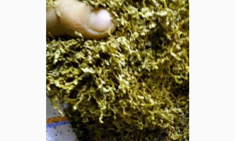 Много сортов сигаретная порезка и лапша, кемел, Честер, Давидов, парламент, голд, руно - фото № 1