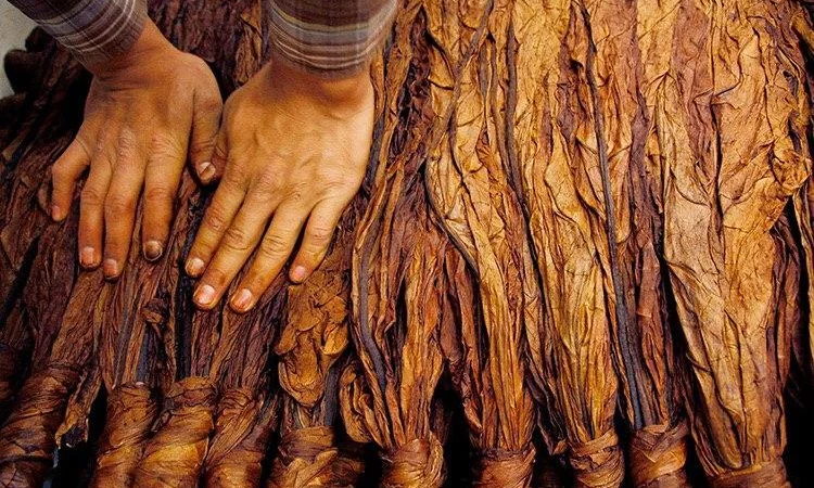 Твій ТЮТЮН для сигарет 1 кг  та аксесуари ТУТ - фото № 1