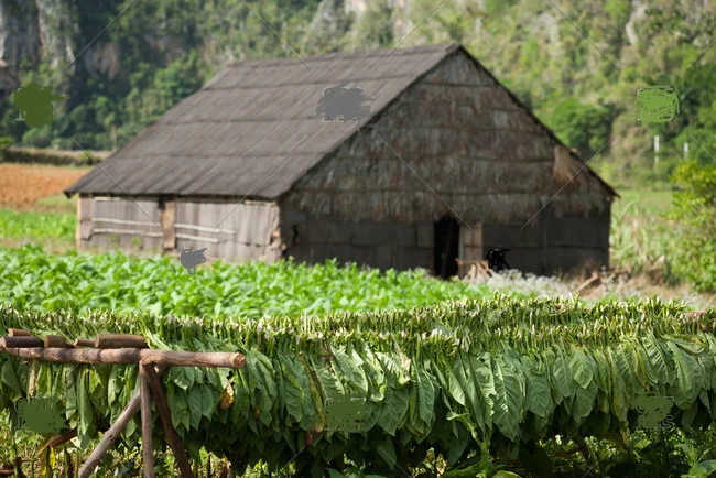 Твій ТЮТЮН для сигарет 1 кг  та аксесуари ТУТ - фото № 3