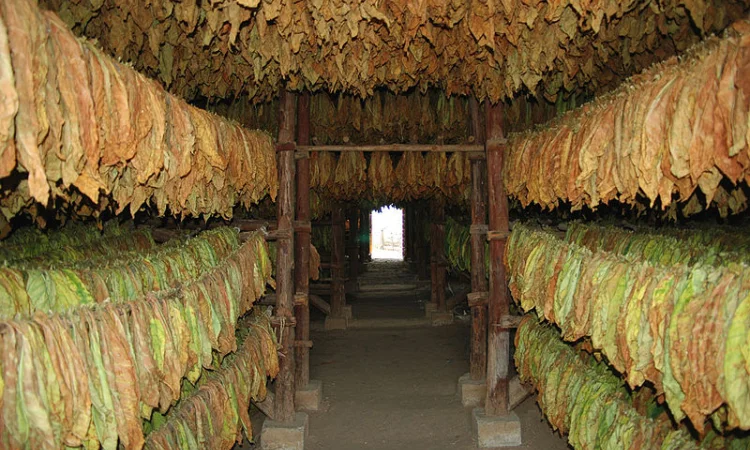 Твій ТЮТЮН для сигарет 1 кг  та аксесуари ТУТ - фото № 4