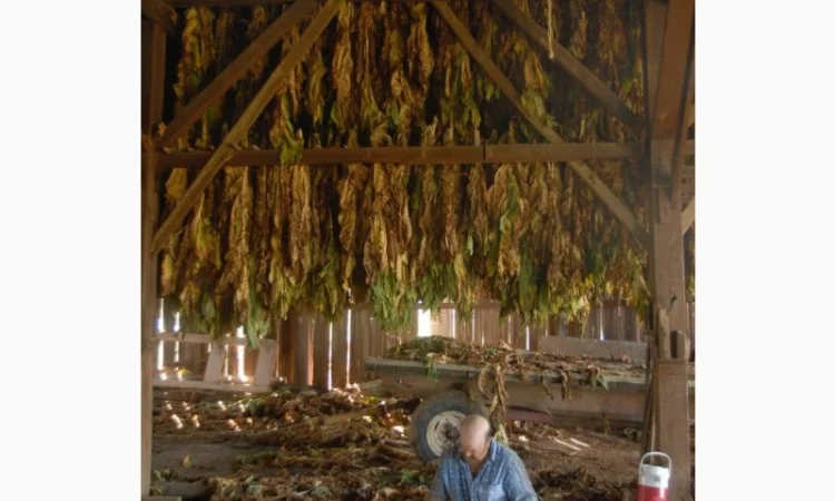 Твій ТЮТЮН для сигарет 1 кг  та аксесуари ТУТ - фото № 5