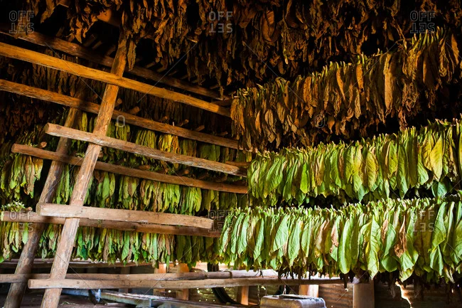 Твій ТЮТЮН для сигарет 1 кг  та аксесуари ТУТ - фото № 6