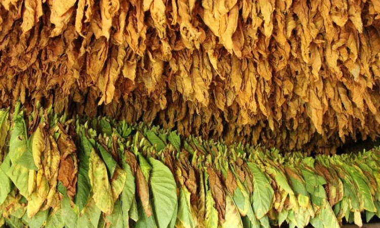 Твій ТЮТЮН для сигарет 1 кг  та аксесуари ТУТ - фото № 7