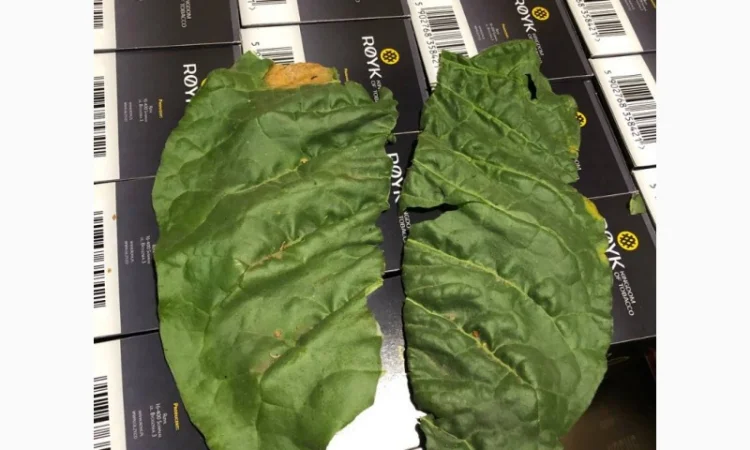 Мальбро Гавана Дюбек Вірджинія Руно Голд Вінстон Кап Блек Махорка Ксанті табак для сигарет 1 кг , Опт - фото № 6