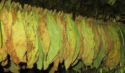 Гільзи - фото № 10