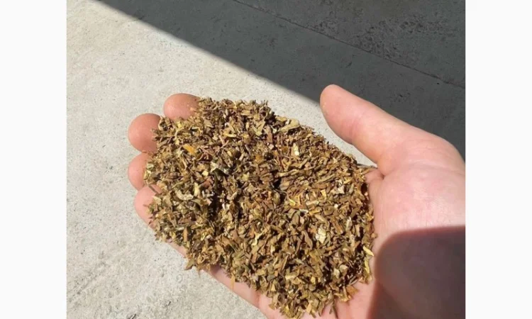 Берлі, Вірдж Голд, Капітан Блек, Гавана, Міленіум, Золоте Руно, Кентукі - фото № 6