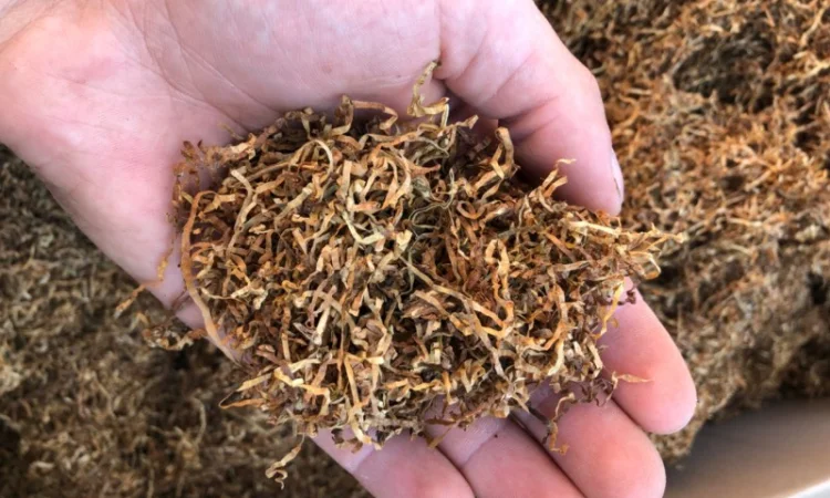 Берлі, Вірдж Голд, Капітан Блек, Гавана, Міленіум, Золоте Руно, Кентукі - фото № 5