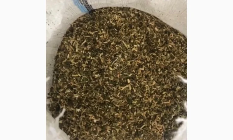 Берлі, Вірдж Голд, Капітан Блек, Гавана, Міленіум, Золоте Руно, Кентукі - фото № 3