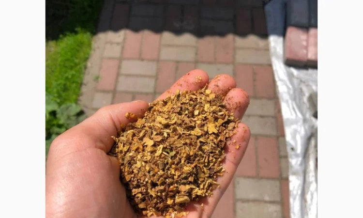 Берлі, Вірдж Голд, Капітан Блек, Гавана, Міленіум, Золоте Руно, Кентукі - фото № 8