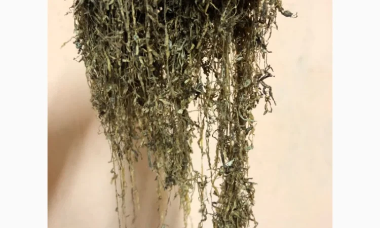 Продаю Качественный Натуральный Табак в Розницу и Оптом - фото № 11