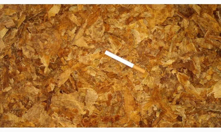 Продам качественный табак весовой, нарезка лапша - фото № 6