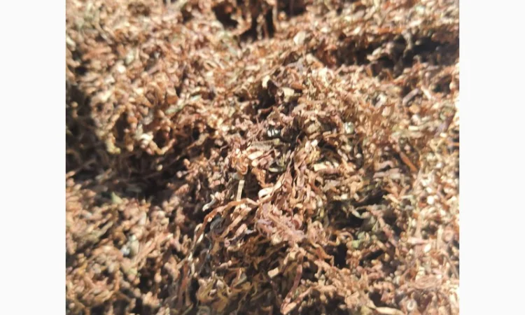 Дешевый импортный табак!Бесплатная доставка - фото № 1