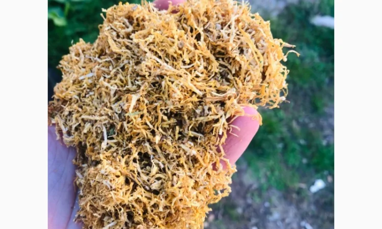 Продам Вирджиния, Берлей по хорошей цене - фото № 1