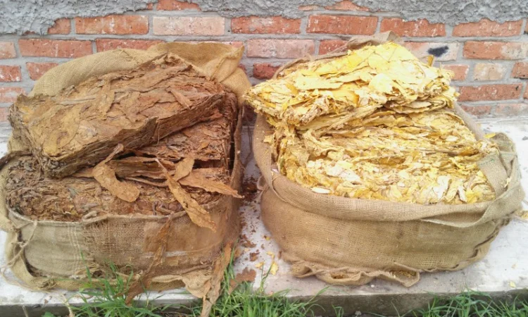 Продам Вирджиния, Берлей по хорошей цене - фото № 3