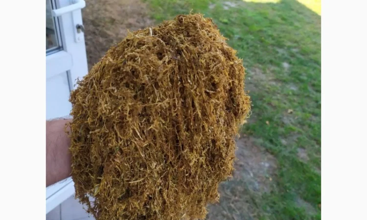 ТАБАК ВИРДЖИНИЯ. Высокое качество гарантирую! ЛАПША, СРЕДНЯЯ КРЕПОСТЬ - фото № 3