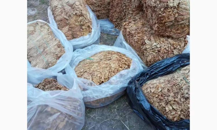 Продам ферментированные табак "Вирджиния GOLD" - фото № 3