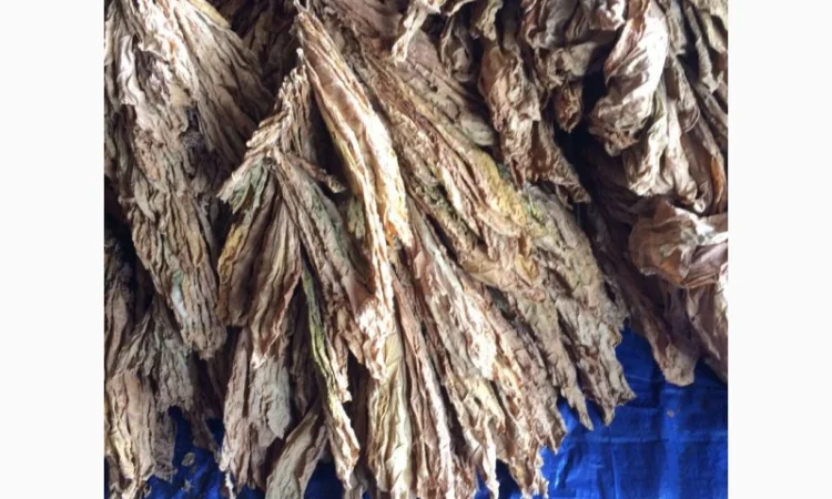 Продам ферментированные табак "Вирджиния GOLD" - фото № 4