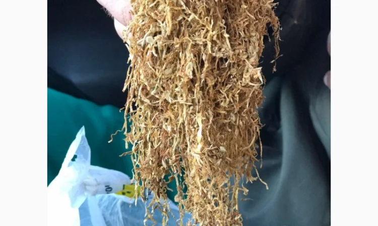 Большой выбор табака - фото № 2