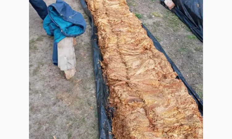 Продам крепкий табак Венгерский(Крепкий) для  сигарет 1 кг - фото № 2