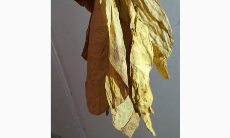 Продам табак для  самокруток  в розницу и оптом - фото № 3