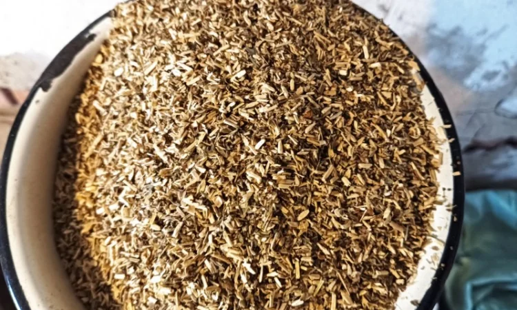 Куплю корінь з махорки, бадиль - фото № 1