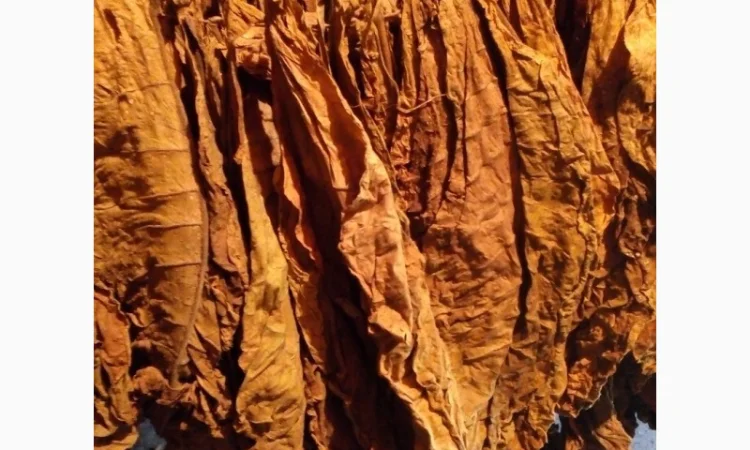 Продаю махорку высшего сорта!опт и в розницу - фото № 2