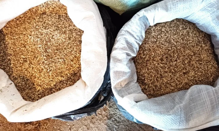 Закуплю бадилля з домашнього табака сільського тютюну бите через д к у - фото № 2