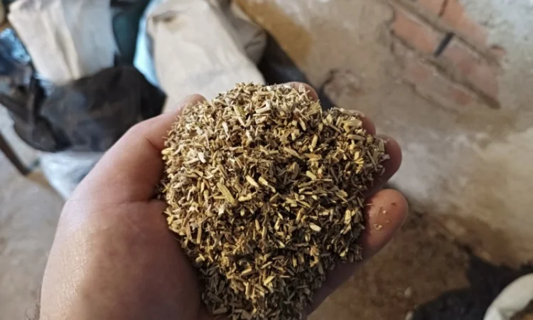 Закуплю бадилля з домашнього табака сільського тютюну бите через д к у - фото № 3