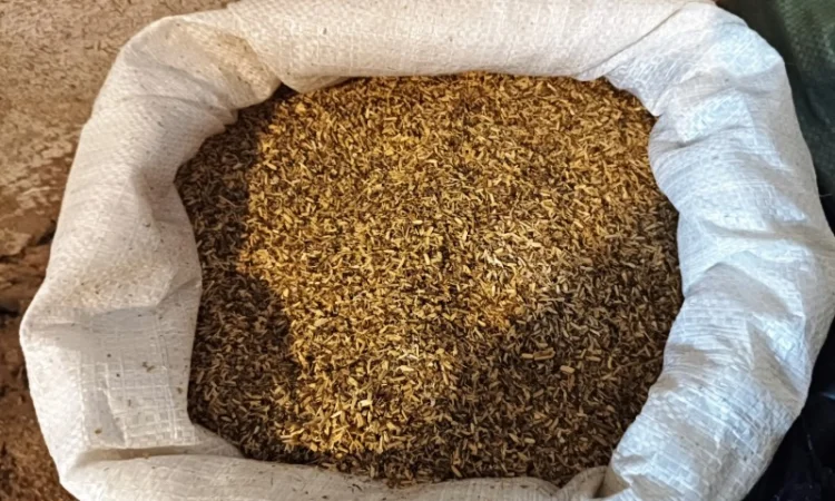 Куплю бадилля з тютюна махорки бадиль стовбур з табака 60 грн кг - фото № 2