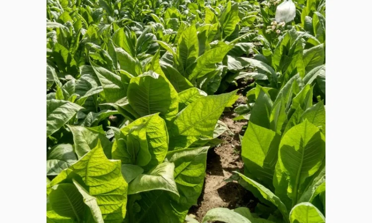 Насіння тютюну більш ніж 150 сортів - фото № 1