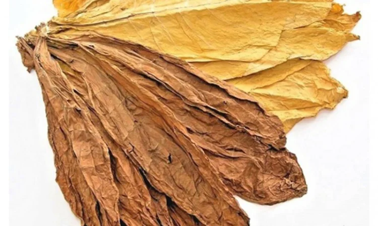 Тютюн в листе. Берли, Вирджиния, Ориентал - фото № 1