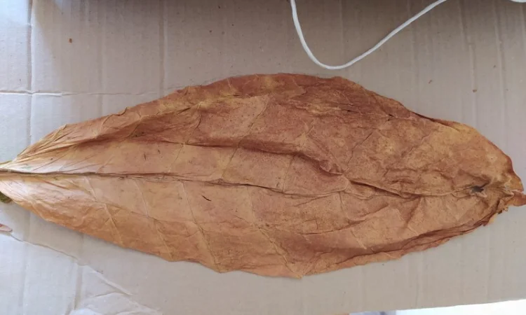 Магазин табачного листа Tobacco Leaf Shop - фото № 4