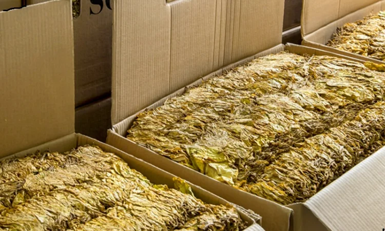 Табак листовой Берли, Вирджиния, Ориентал - фото № 3