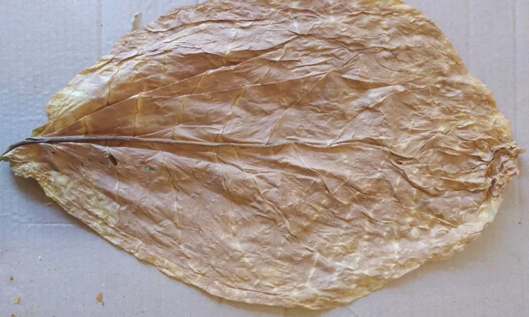 Табак листовой Берли, Вирджиния, Ориентал - фото № 4