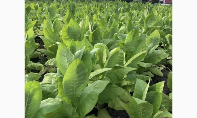 Продається тютюн для самокруток - фото № 6