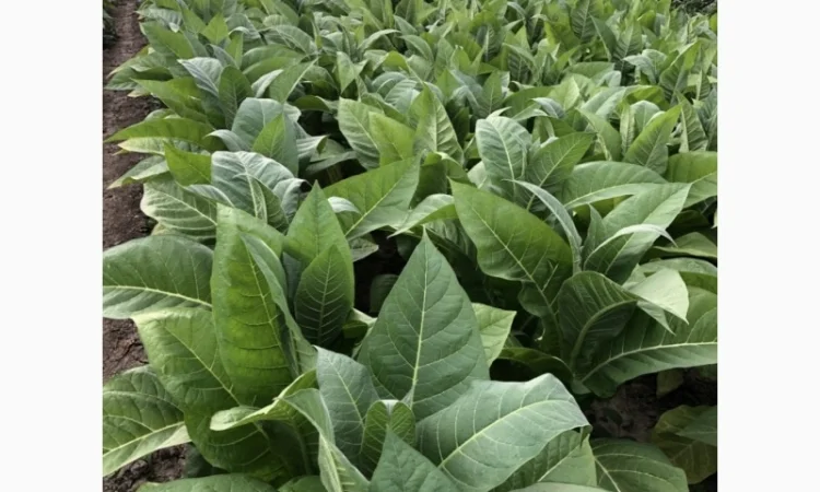 Продається тютюн для самокруток - фото № 7