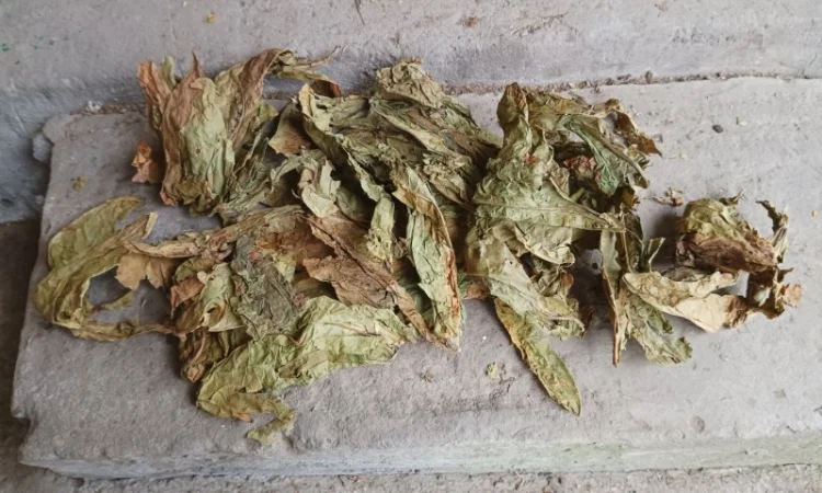 Зелений нестиглий лист з тютюну відходи табака куплю 230 грн за кг - фото № 1