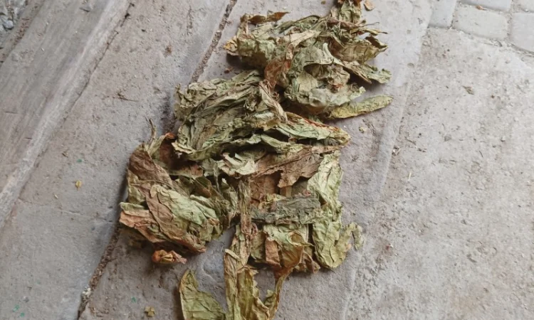 Зелений нестиглий лист з тютюну відходи табака куплю 230 грн за кг - фото № 2