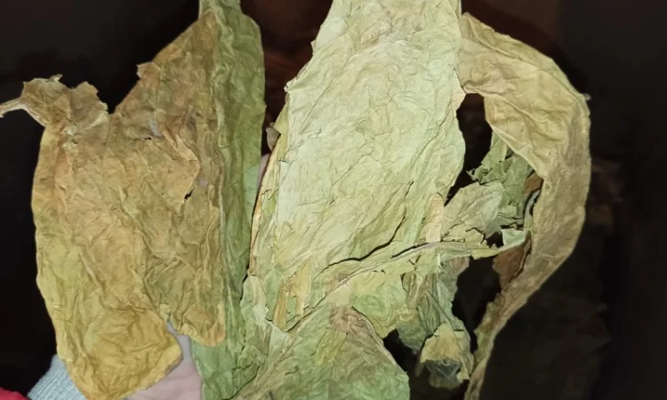 Зелений нестиглий лист з тютюну куплю 230 грн за кг - фото № 1