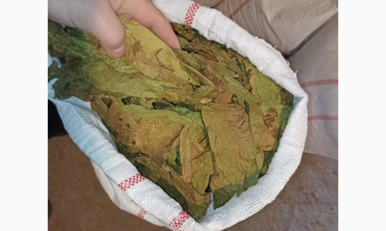 Зелений нестиглий лист з тютюну куплю 230 грн за кг - фото № 2