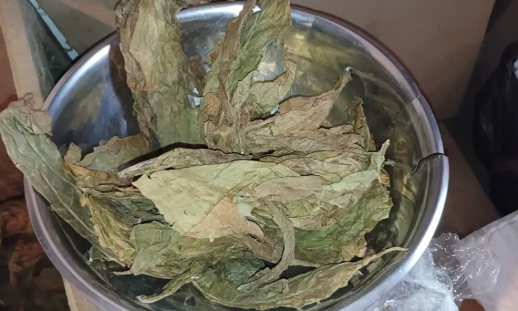 Тютюн листя куплю 230 грн за кг трьохцветка брак - фото № 1